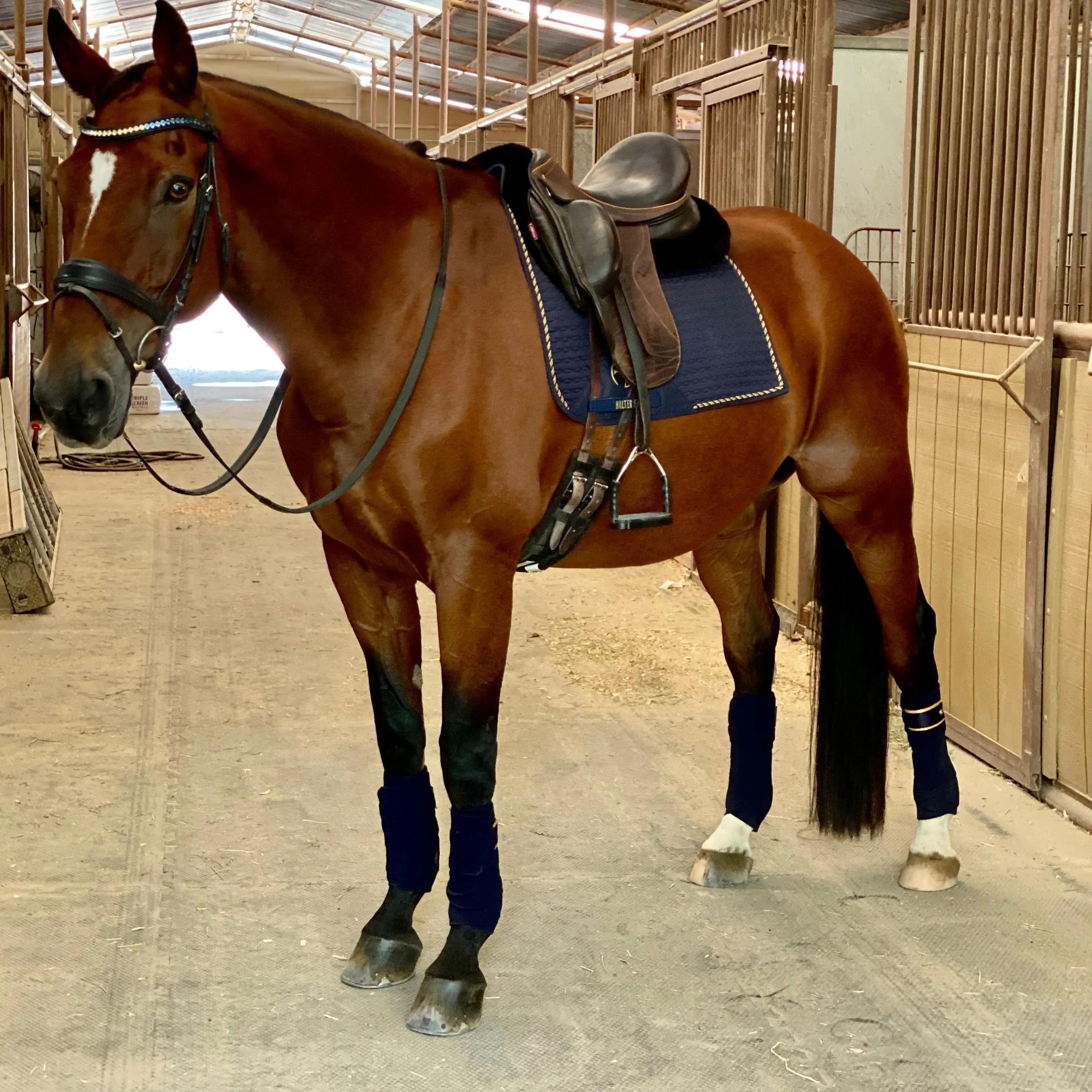 Halter Ego Navy & Gold Fleece Bandages